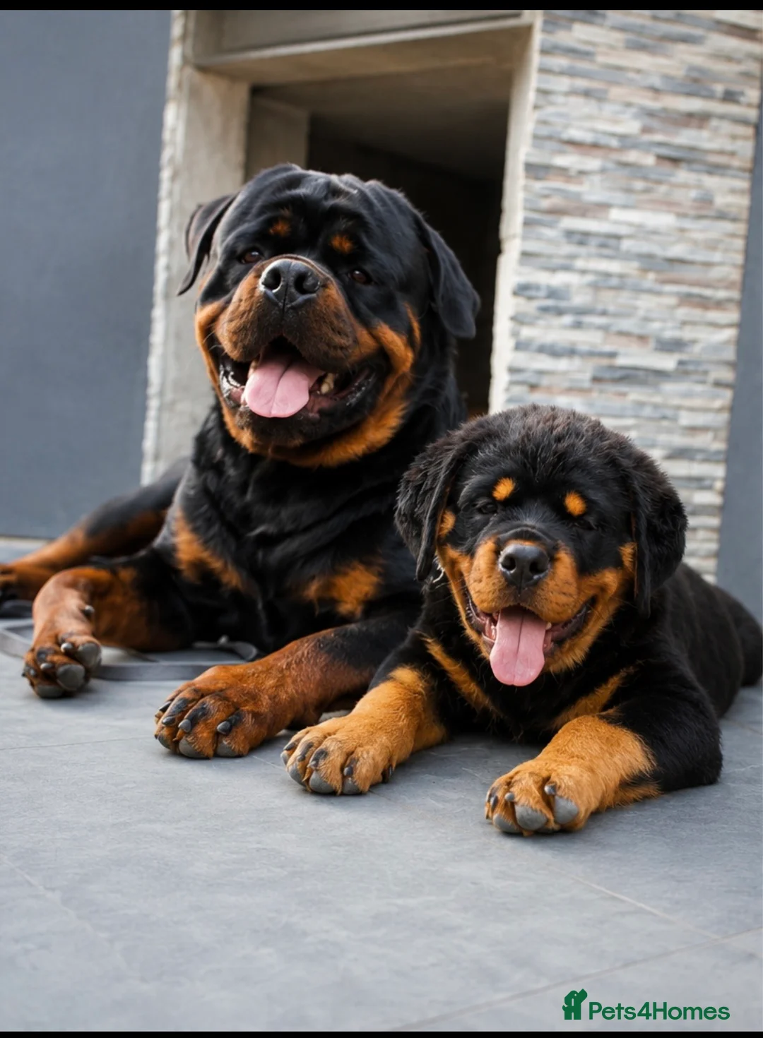 Rottweiler dogs for stud: 🔥 STUD AVAILABLE – BRUNO 🔥 - Advert 1
