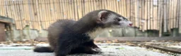 Ferret rodents for sale: Working strain hob ferrets  - Advert 4