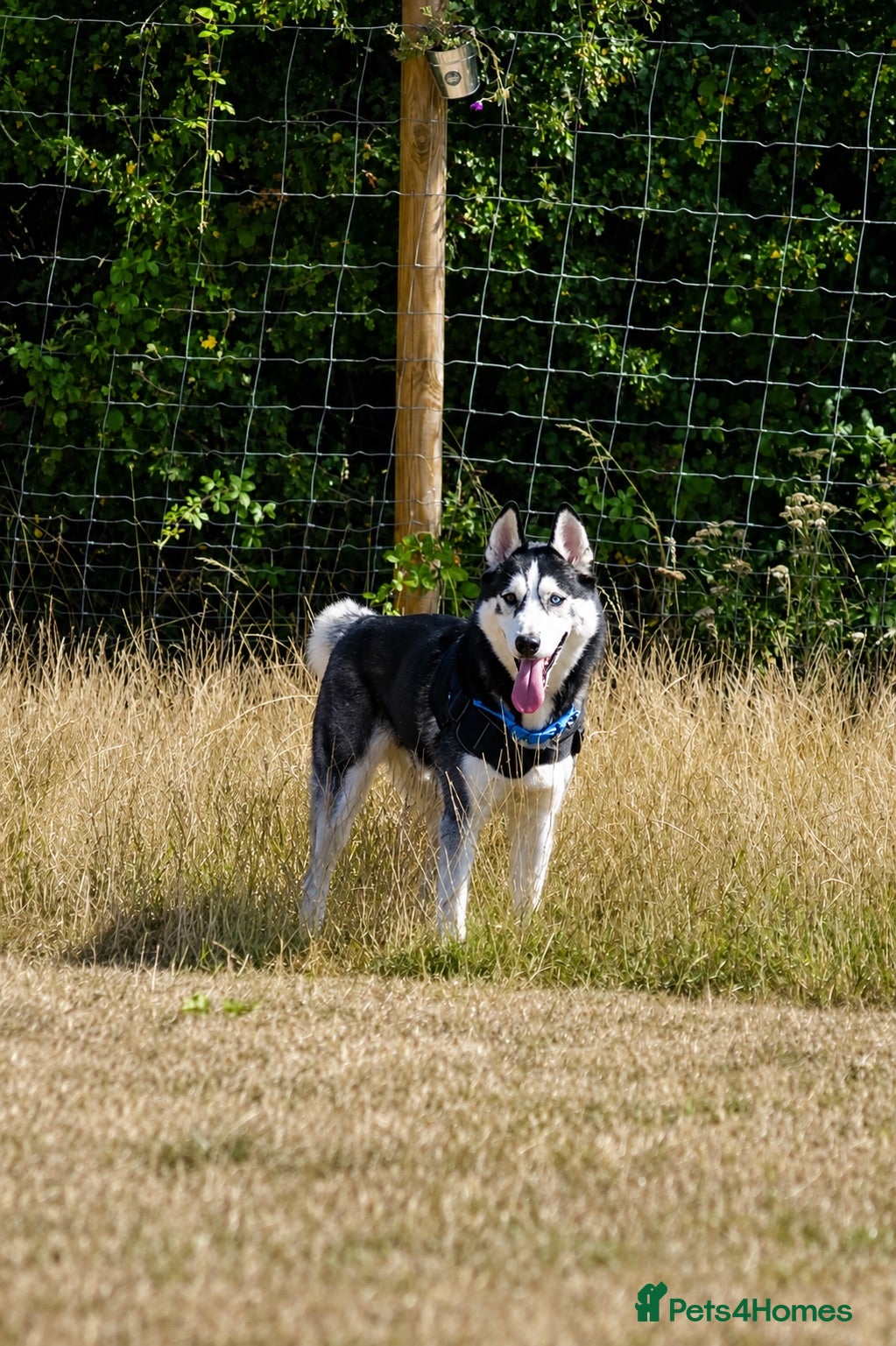 Siberian Husky dogs Rehoming my lovely dog Blaidd  - Advert 1