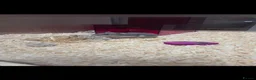 Hamster rodents for sale: Hamster and cage  in Darlington - Advert 1
