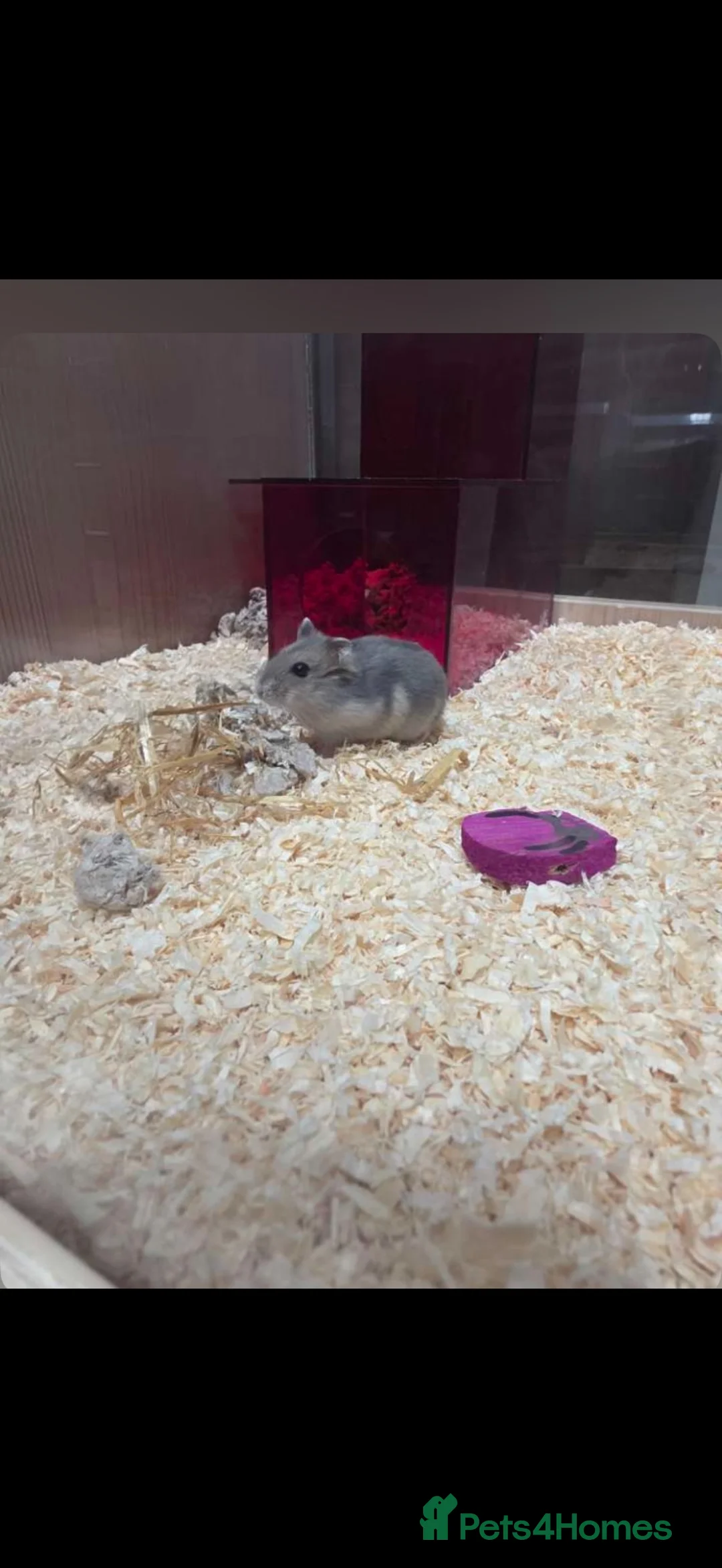 Hamster rodents for sale: Hamster and cage  in Darlington - Advert 1