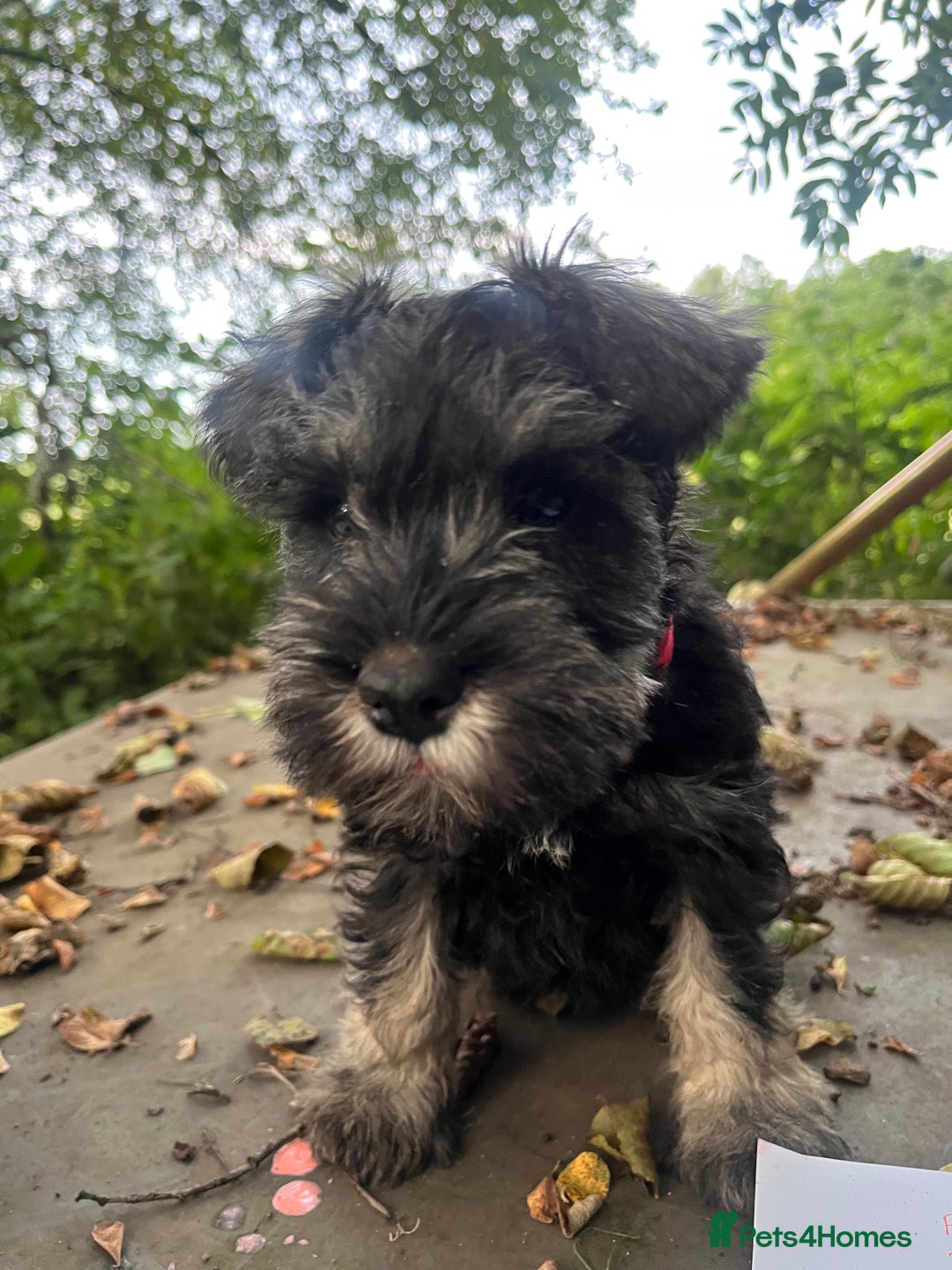 Miniature Schnauzer dogs for sale: miniature schnauzer puppies  - Image 2