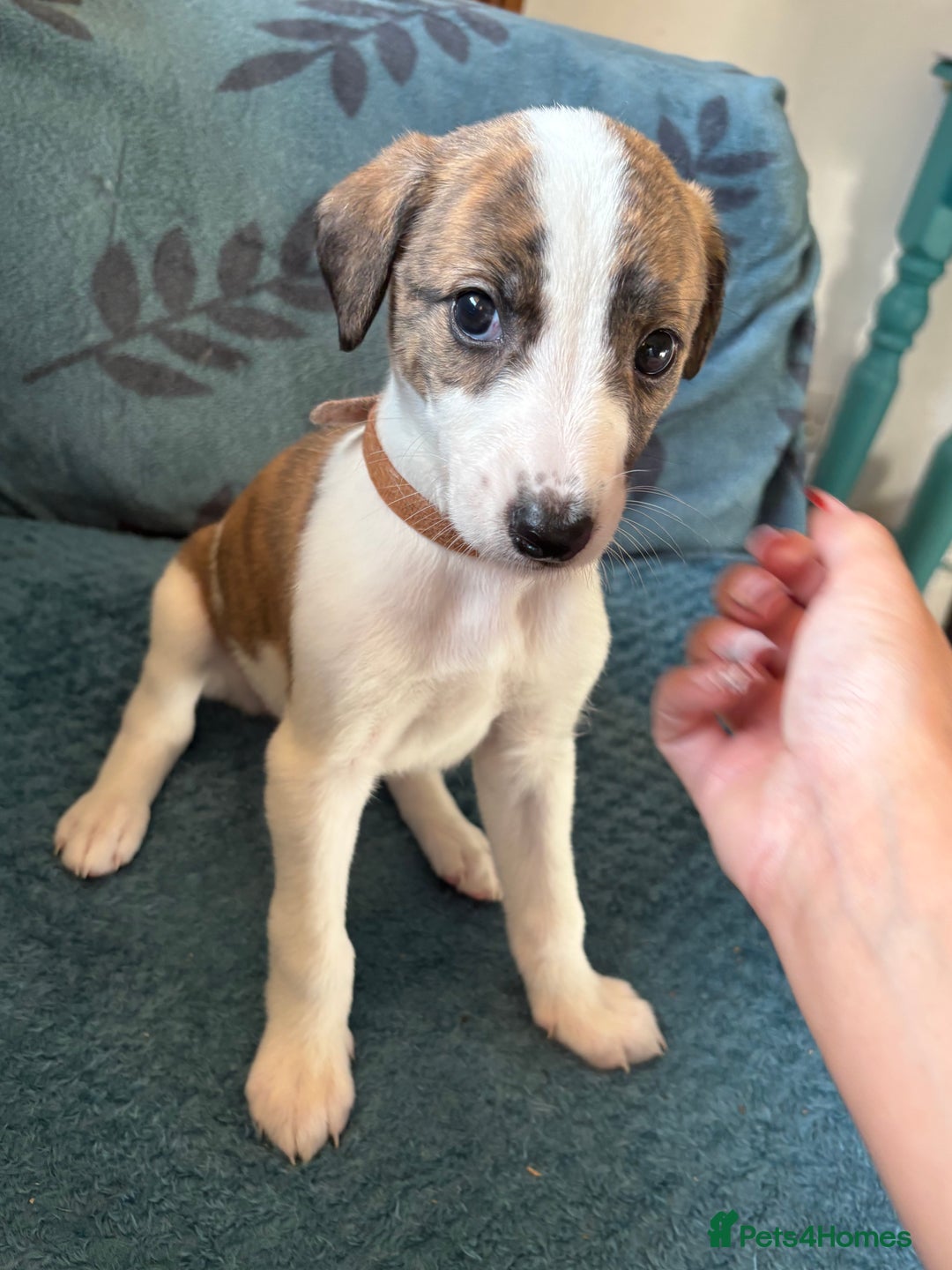 Whippet dogs for sale: 8 WHIPPET PUPPIES   - Image 22