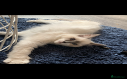 Ragdoll cats for sale: Kittens for sale - Image 5