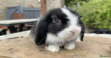 Mini Lop rabbits - Advert 7