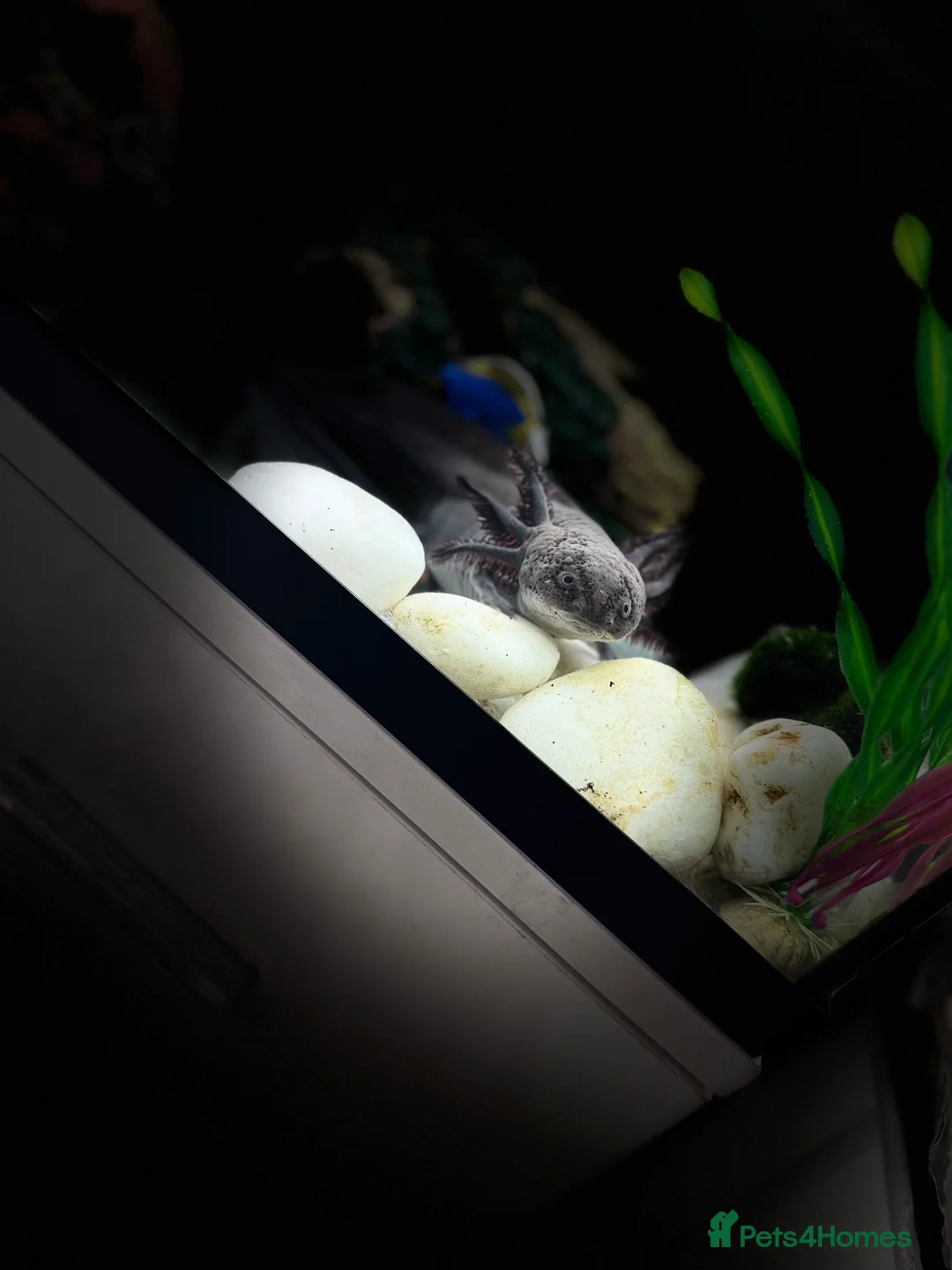 Axolotl reptiles for sale: Lavender axolotl  - Advert 10