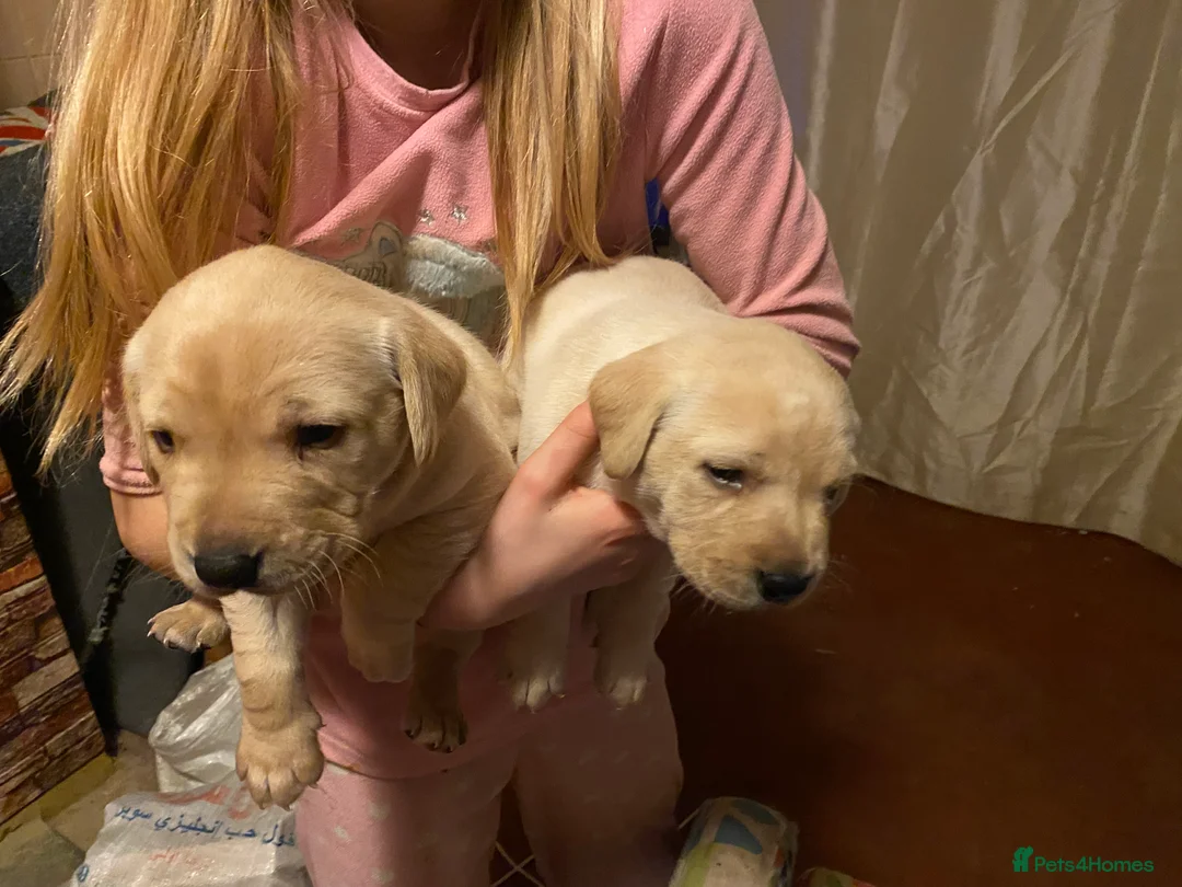 Labrador Retriever dogs for sale: Lovely Labrador puppies  in Bourne - Advert 10