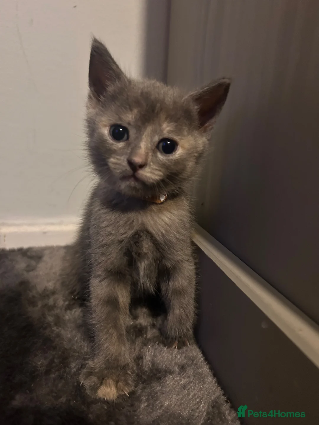 British Shorthair cats for sale: Stunning British short hair kittens - Advert 39
