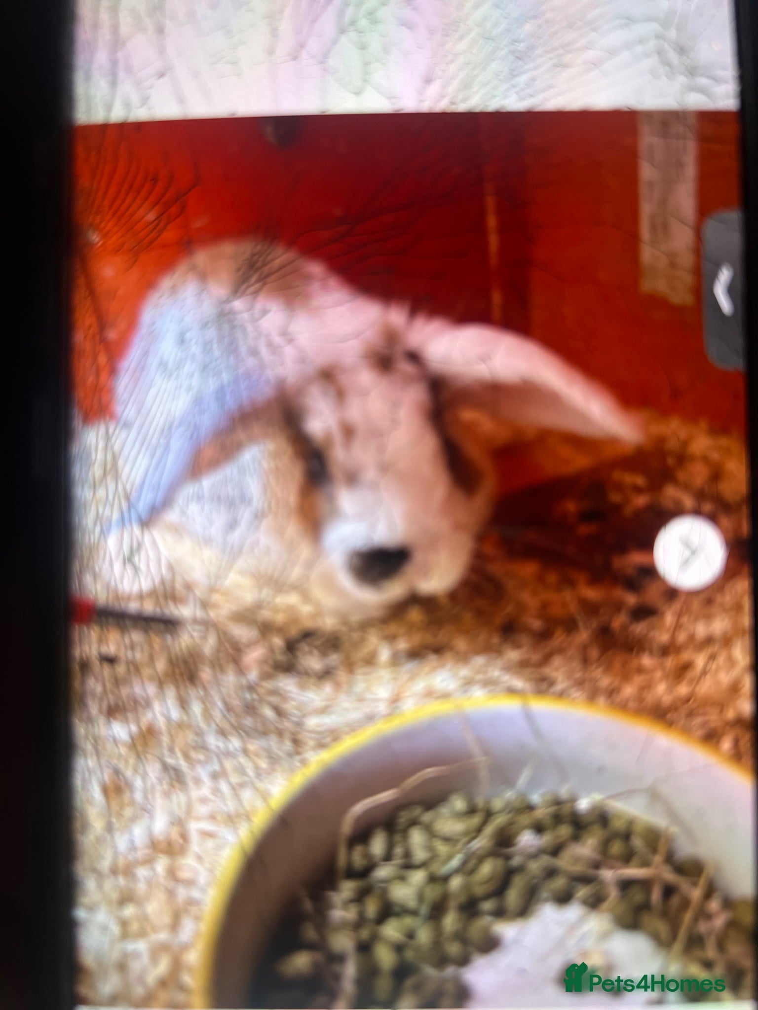 Mixed Breed rabbits for sale: Rabbits for sale  in Gateshead - Advert 2