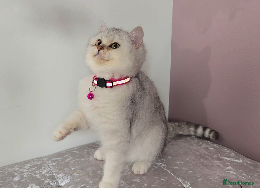 British Shorthair cats for sale: Amazing Quality Pedigree British Shorthair Kittens - Advert 29