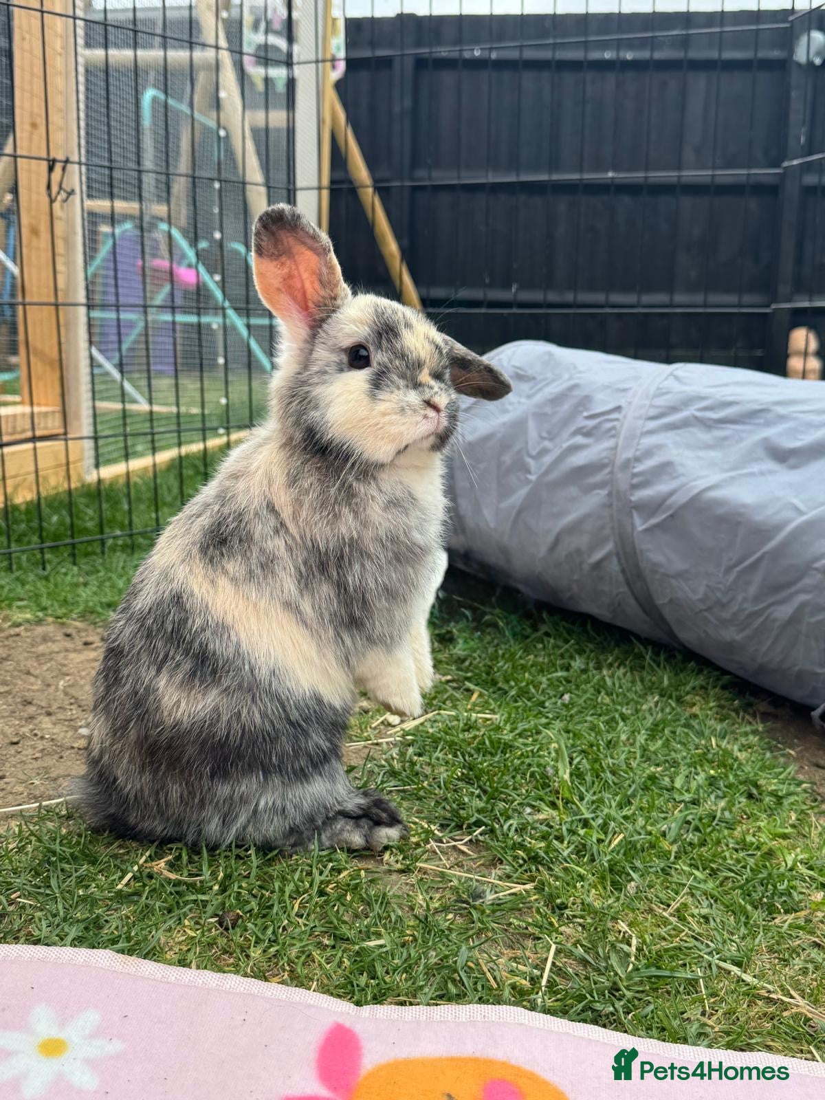 Mini Lop rabbits Mini lop - Advert 1