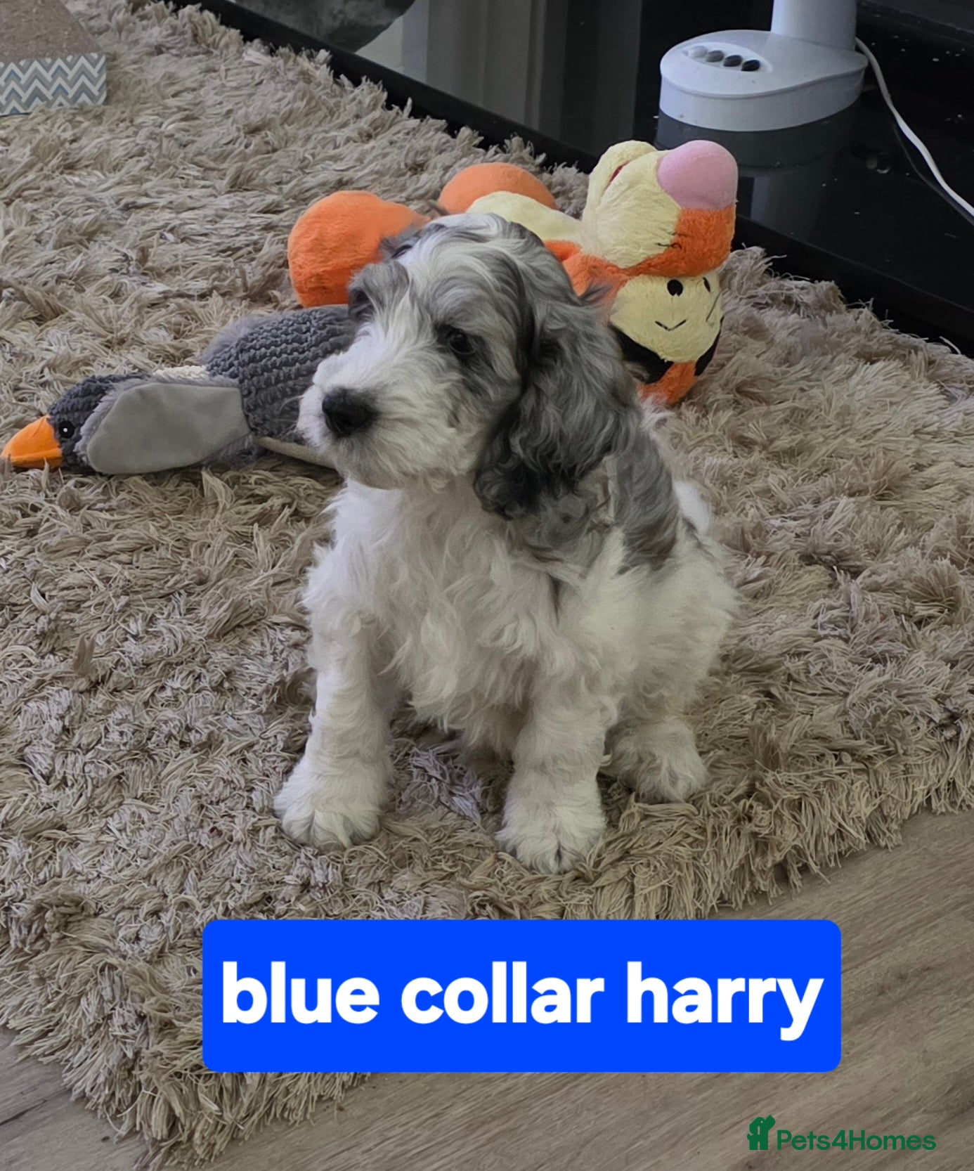 Cockapoo dogs Beautifully coloured f1 cockapoo pups - Advert 1