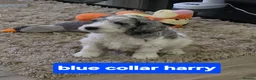 Cockapoo dogs for sale: Beautifully coloured f1 cockapoo pups - Advert 18