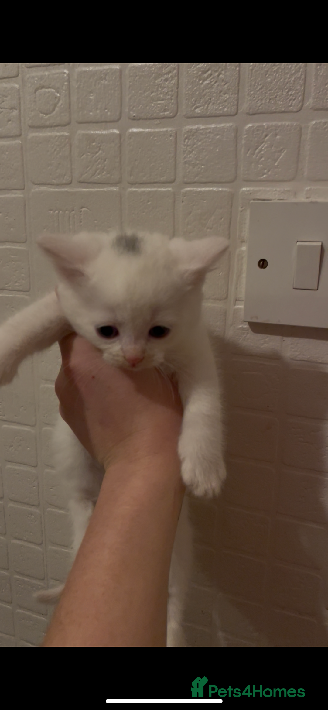 Domestic Shorthair cats for sale: Kittens ready to reserve  - Advert 17