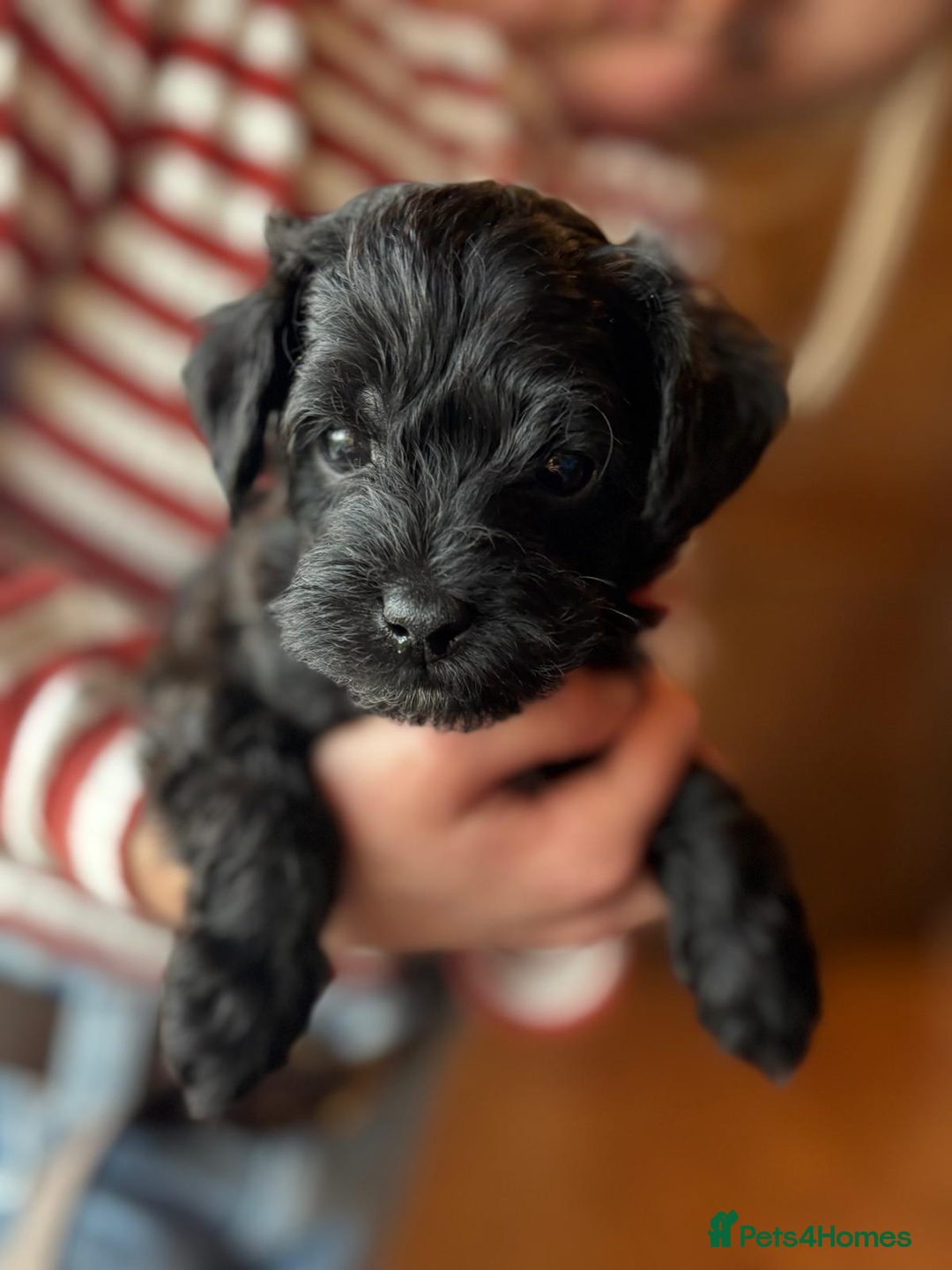 Schnoodle dogs for sale: Exceptional Miniature Schnoodle Puppies - Advert 11