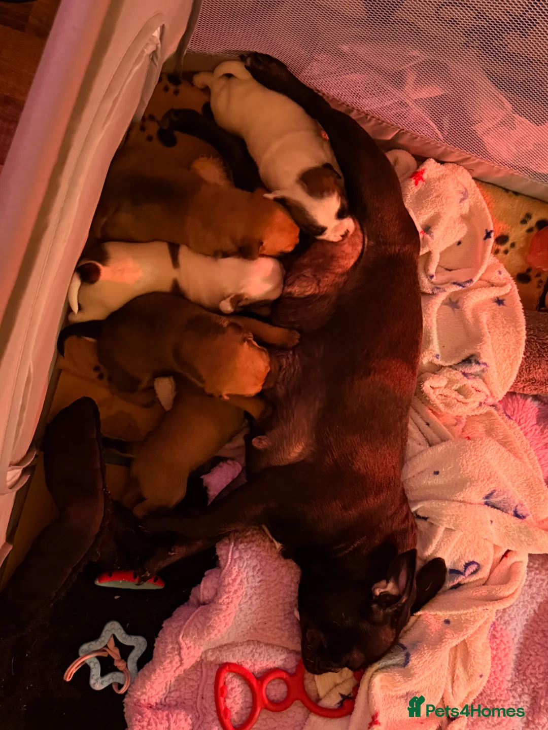 Mixed Breed dogs for sale: Frug/jack Russel puppies for sale  in Wolverhampton - Advert 1