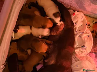 Mixed Breed dogs Frug/jack Russel puppies for sale - Advert 2