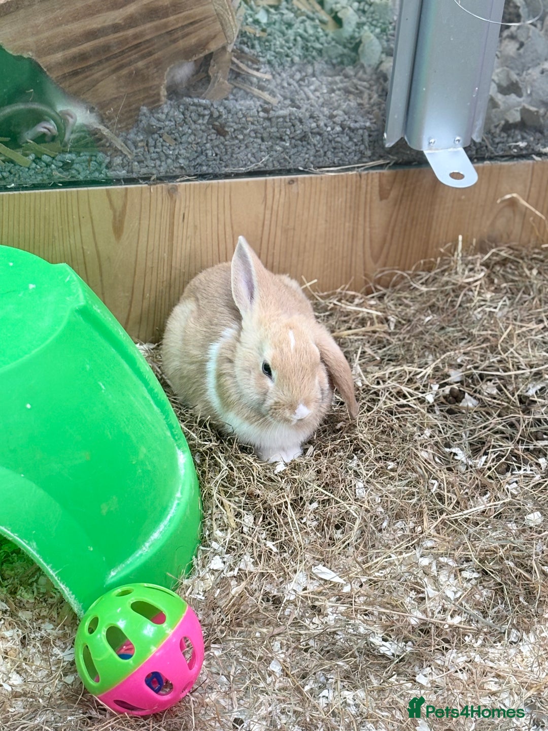 Harlequin rabbits for sale: Harlequin x mini lop  - Image 3