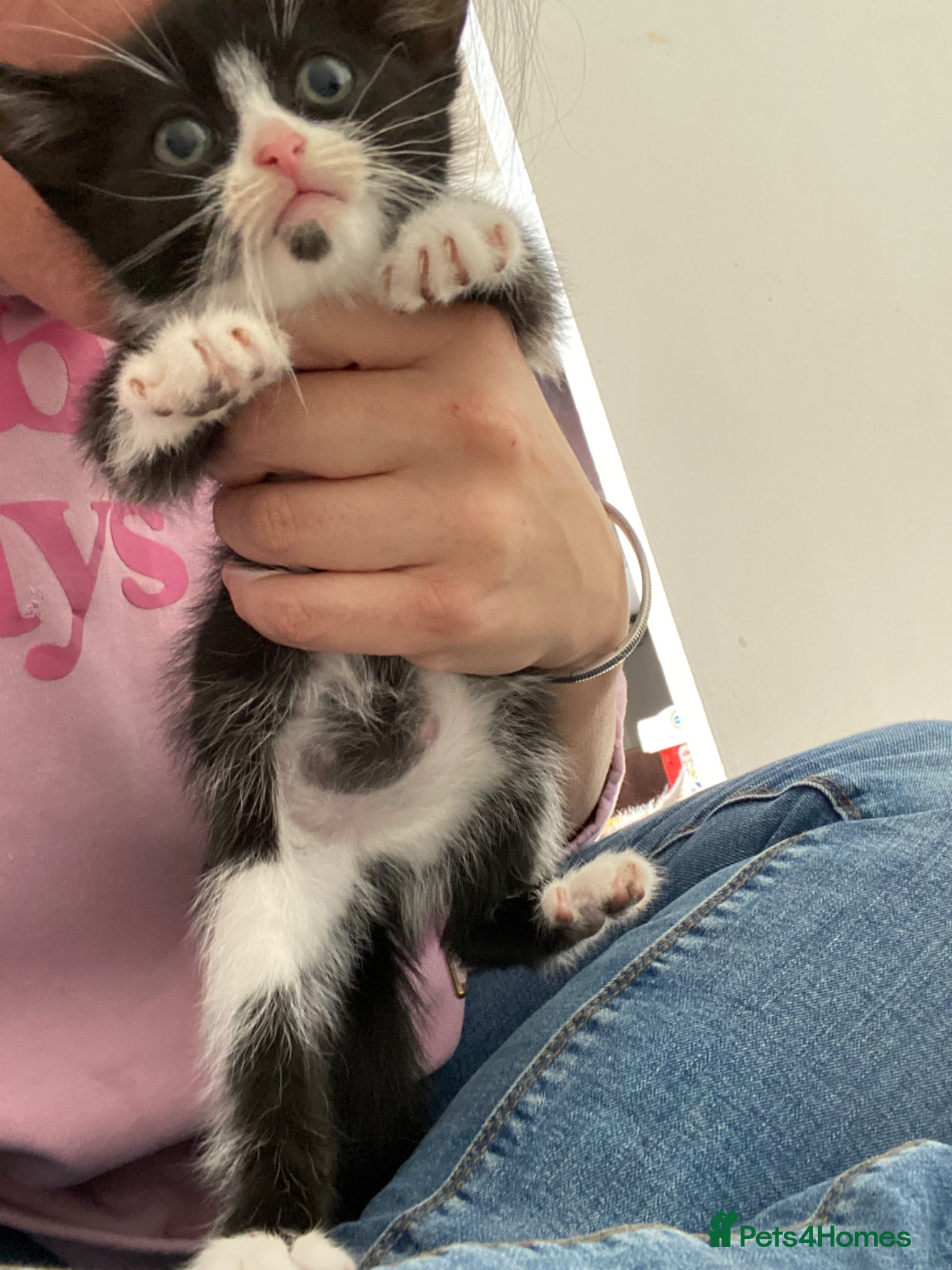 Mixed Breed cats Last kitten remaining from litter of 4 - Advert 8