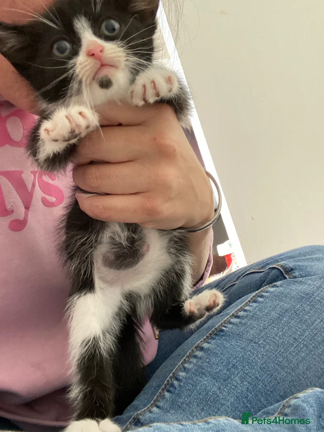 Mixed Breed cats for sale: Last kitten remaining from litter of 4 in Gloucester - Advert 1