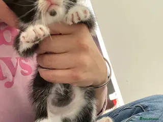 Mixed Breed cats Last kitten remaining from litter of 4 - Advert 1