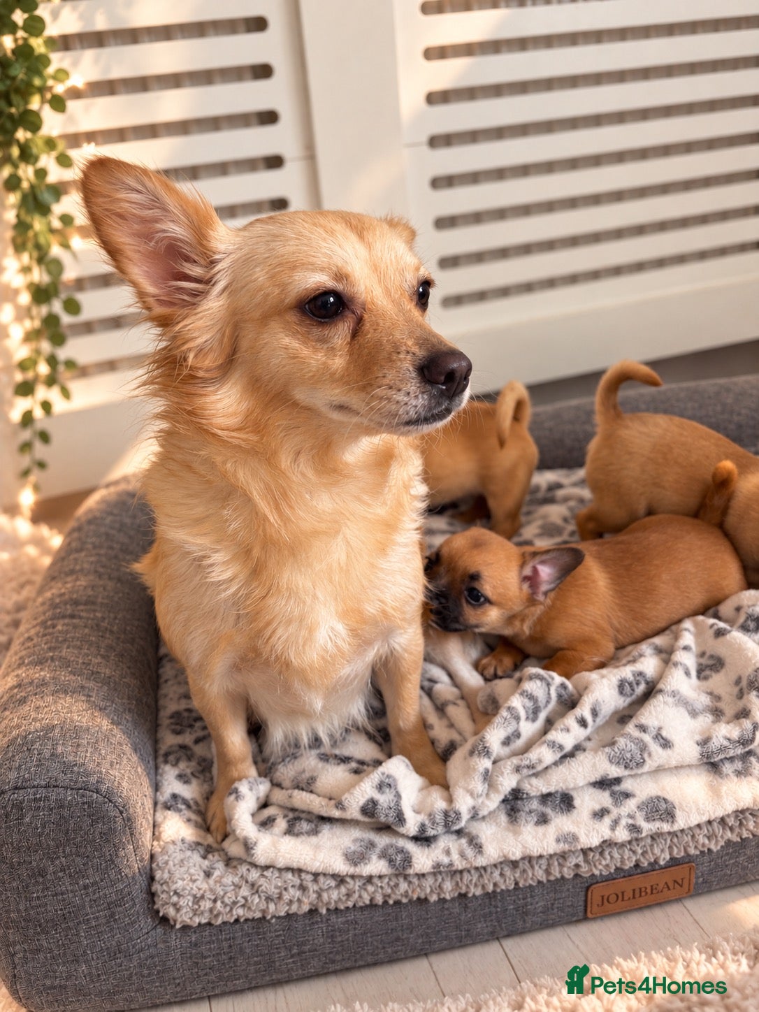 Mixed Breed dogs for sale: French bulldog x chihuahua puppies  - Advert 1