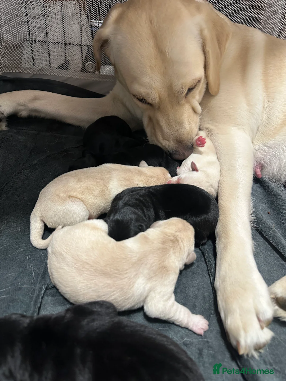 Goldador dogs for sale: Beautiful Goldador Pups  - Advert 27