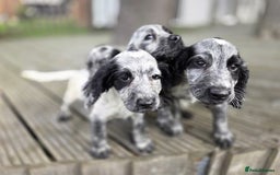 Cocker Spaniel dogs for sale: Cocker spaniel pups looking for there forever home - Image 4