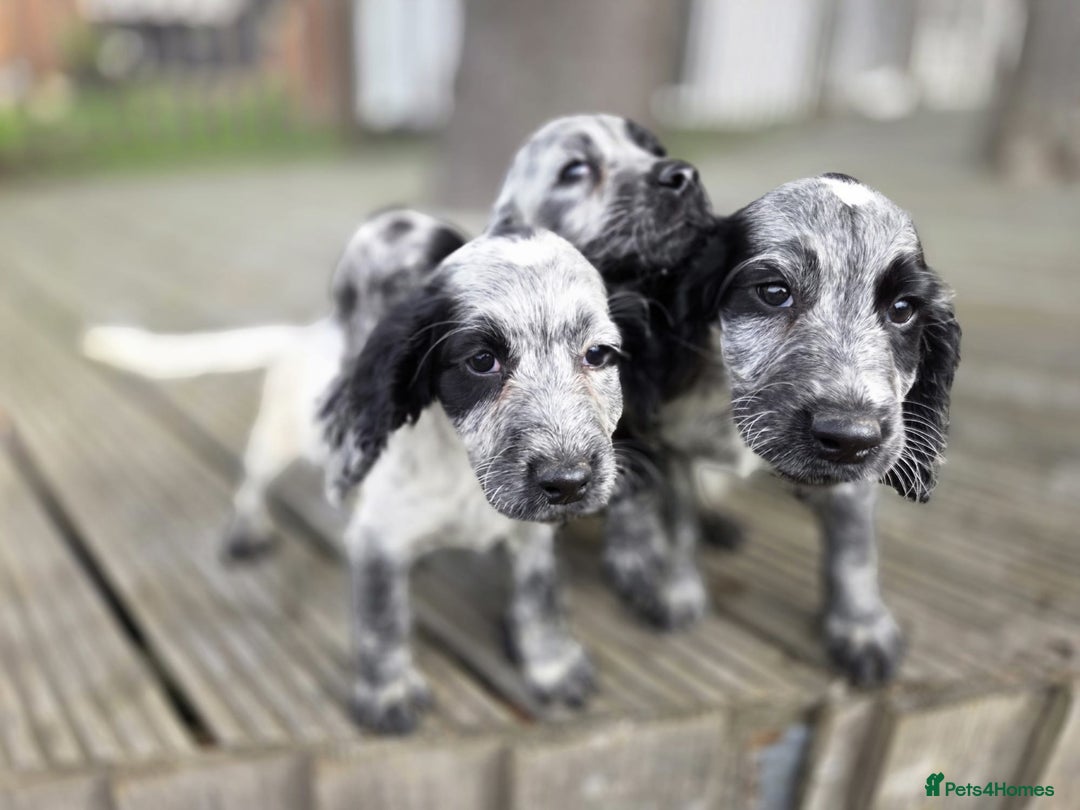 Cocker Spaniel dogs for sale: Cocker spaniel pups looking for there forever home - Image 4