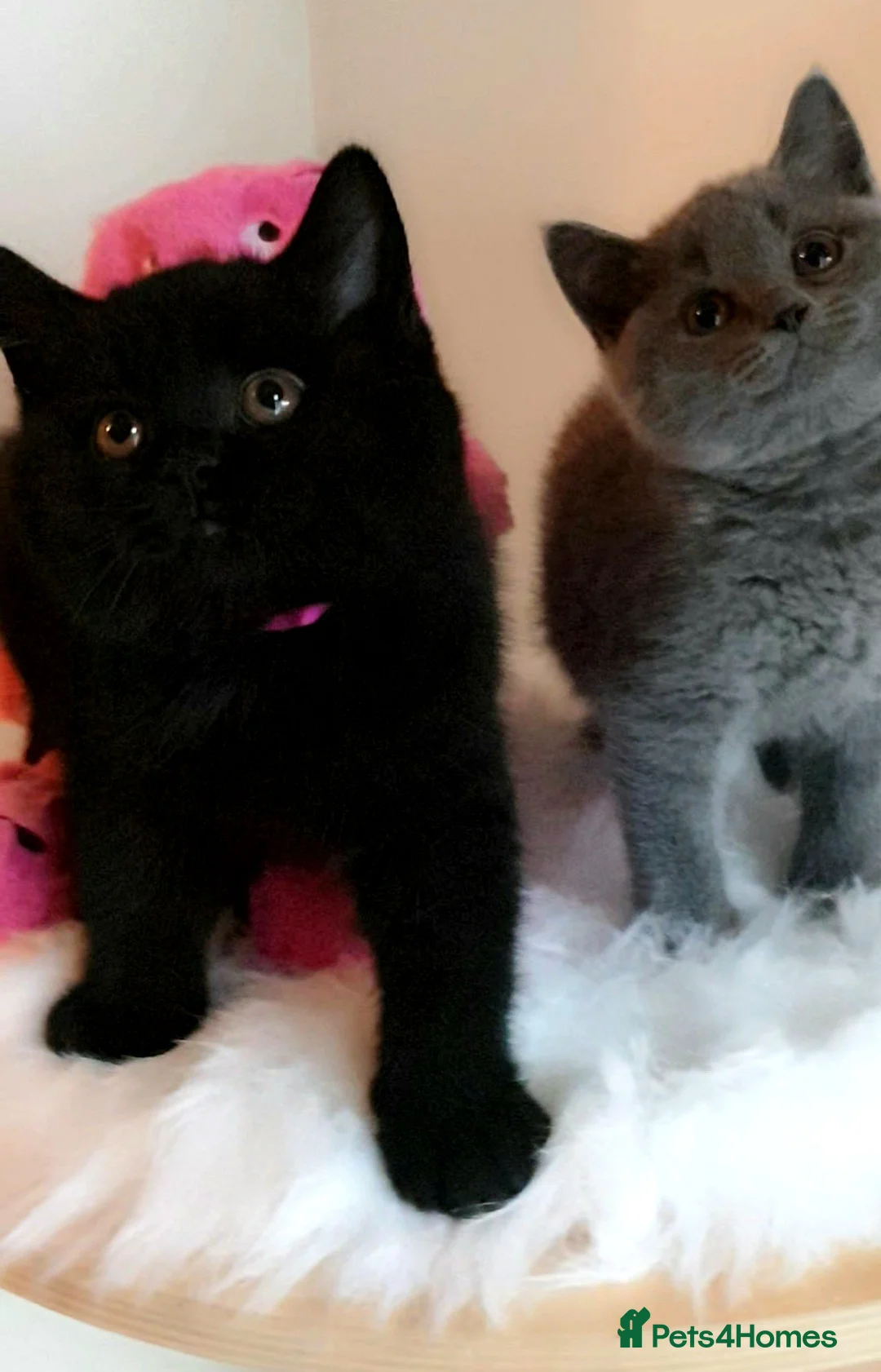 British Shorthair cats for sale: Exceptional Pedigree BSH Kittens  - Advert 2