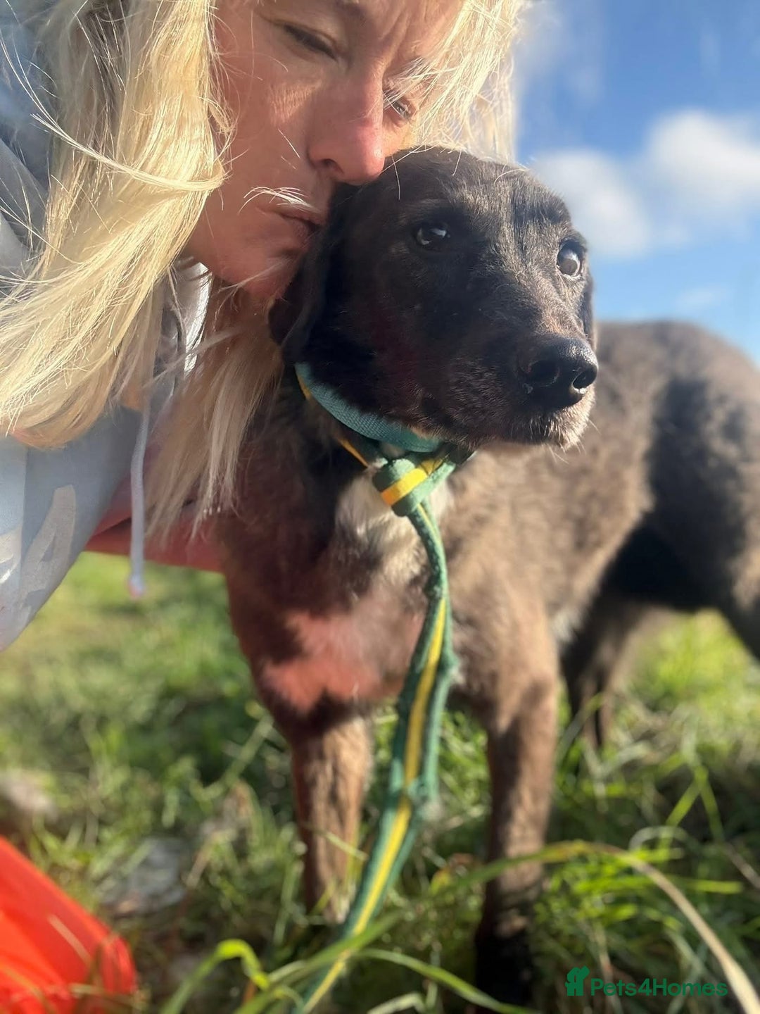 Mixed Breed dogs for adoption: Felice - Norwich Norfolk  - Advert 8