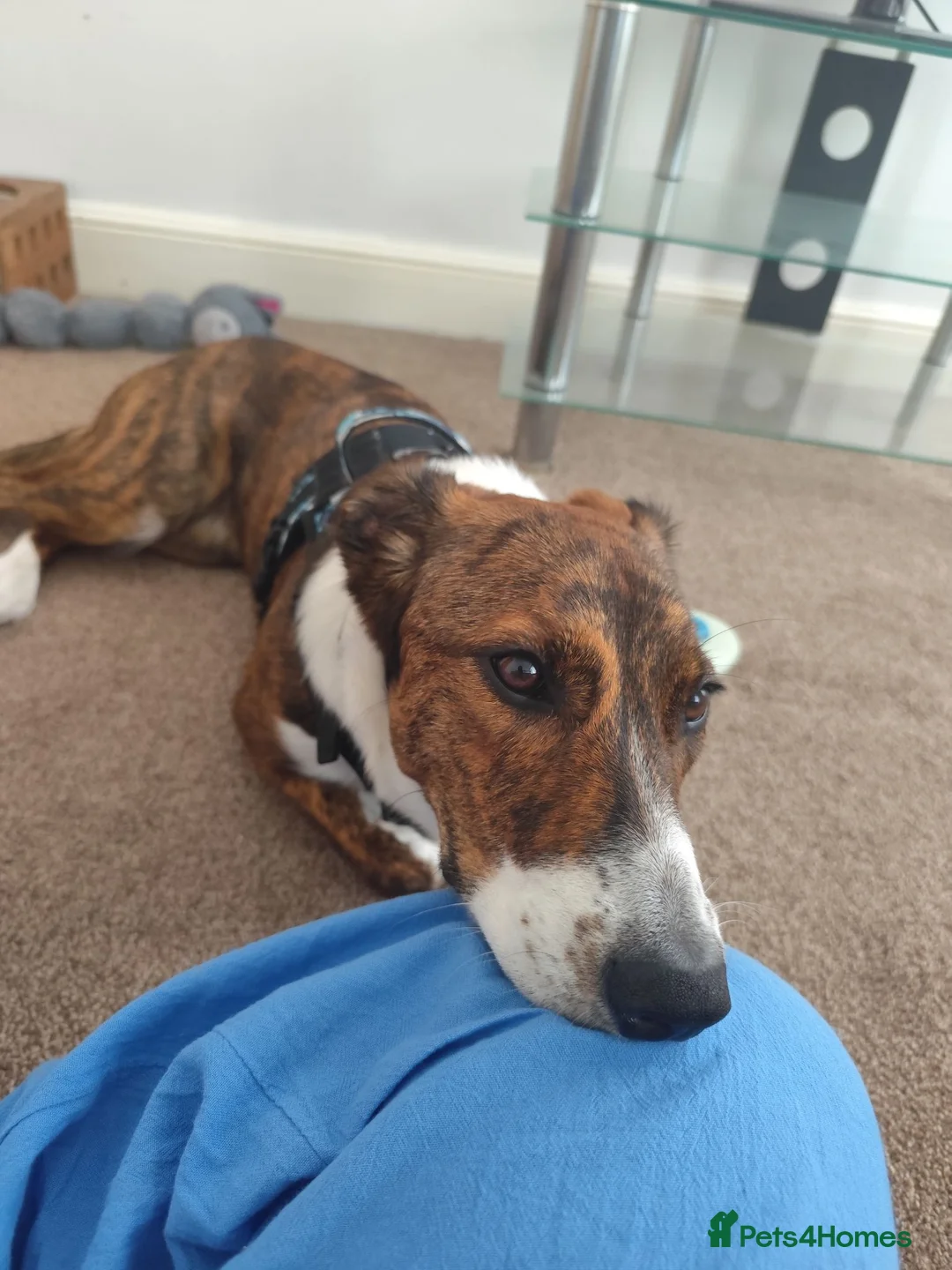 Mixed Breed dogs for sale: Border Collie x greyhound x Labrador x spaniel mix - Advert 2