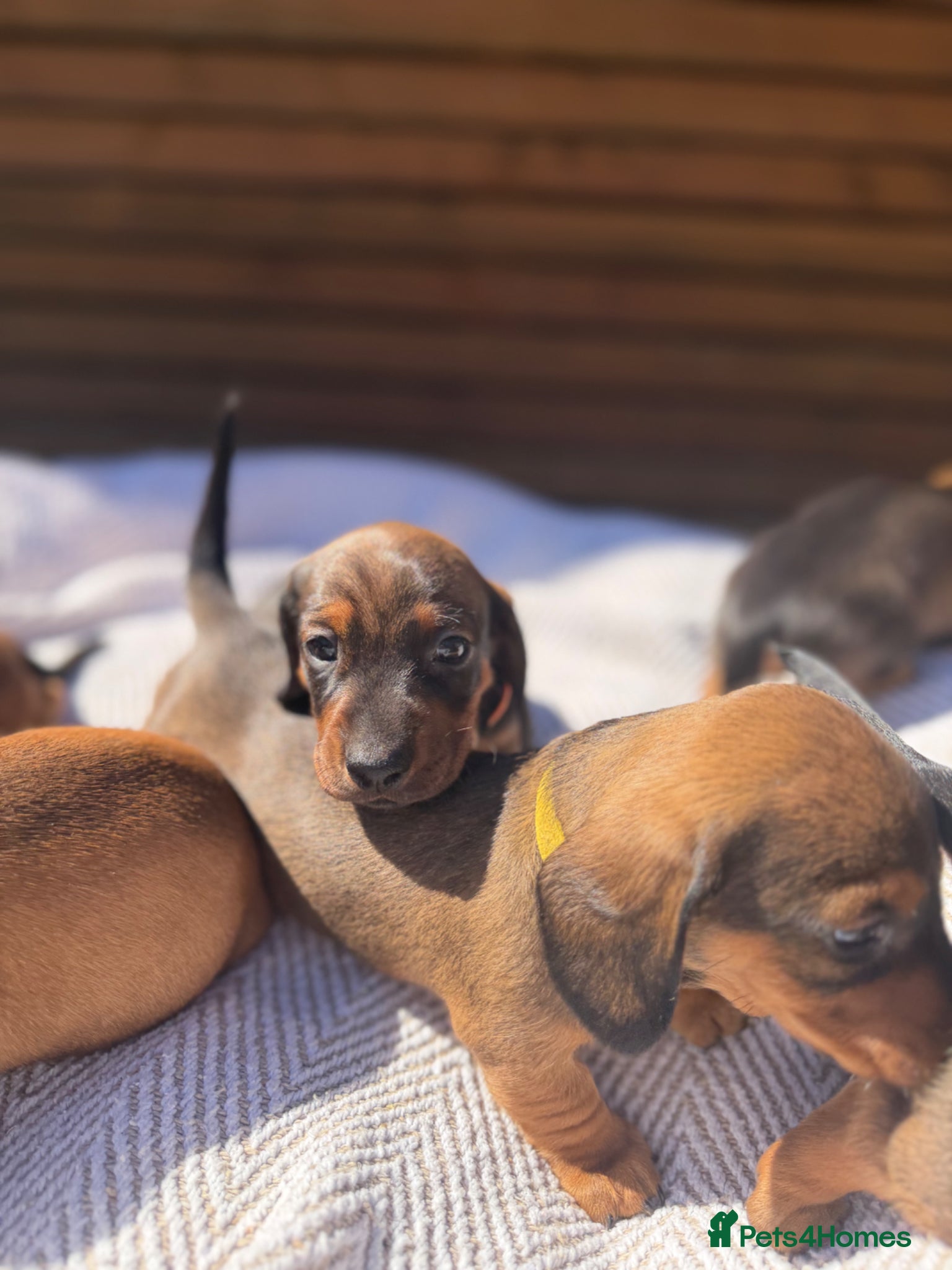 Miniature Dachshund dogs KC registered Miniature dachshunds red&shaded red - Advert 2