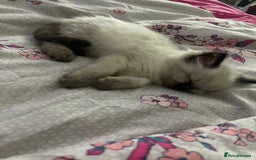 Ragdoll cats for sale: 🩵 Beautiful Ragdoll Kittens Ready at 12 Weeks! 🩵 - Image 38