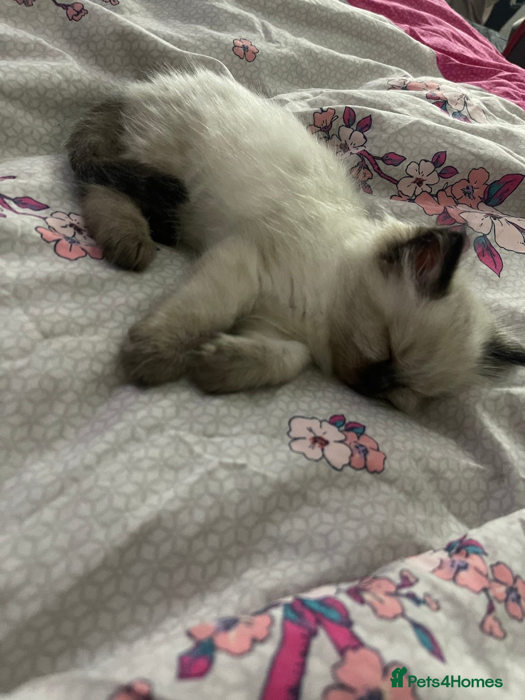 Ragdoll cats for sale: 🩵 Beautiful Ragdoll Kittens Ready at 12 Weeks! 🩵 - Image 38