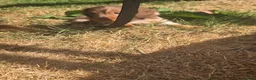 Miniature Dachshund dogs for sale: Ready Now  - Advert 19