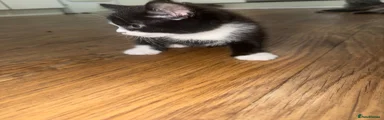 Mixed Breed Kitten 4