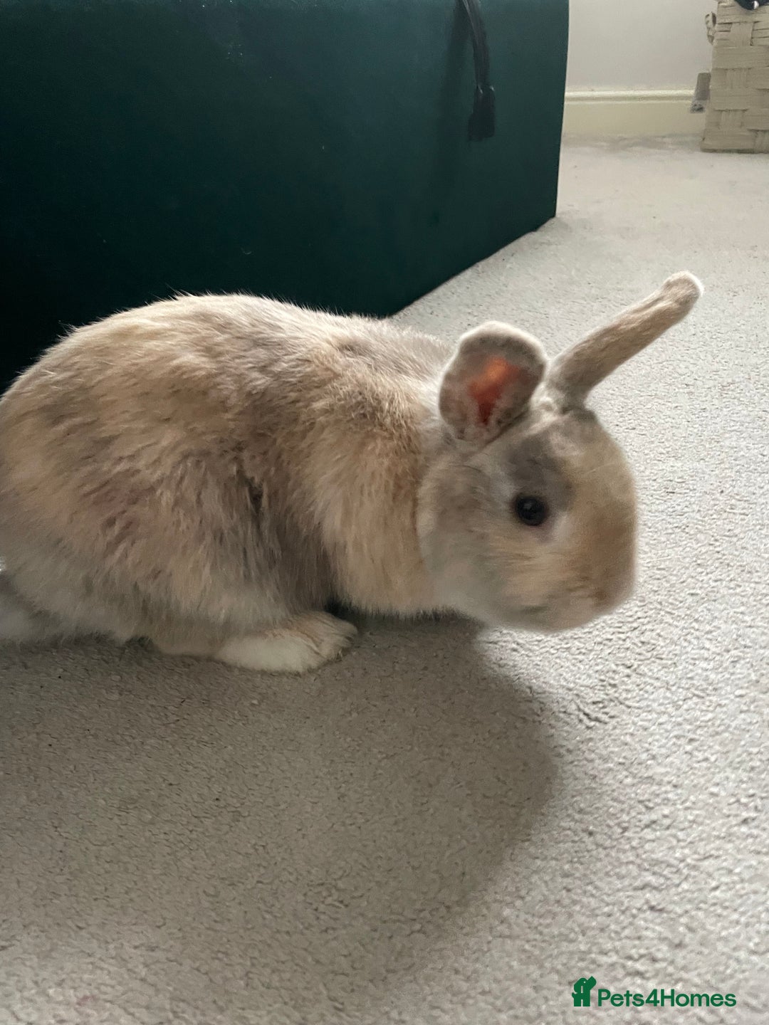 Mini Lion Lop rabbits for sale: Mini lion lop male  - Advert 3