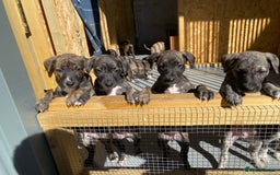 Lurcher dogs for sale: Whippet/greyhound/bull X greyhound/whippet/collieX - Image 20