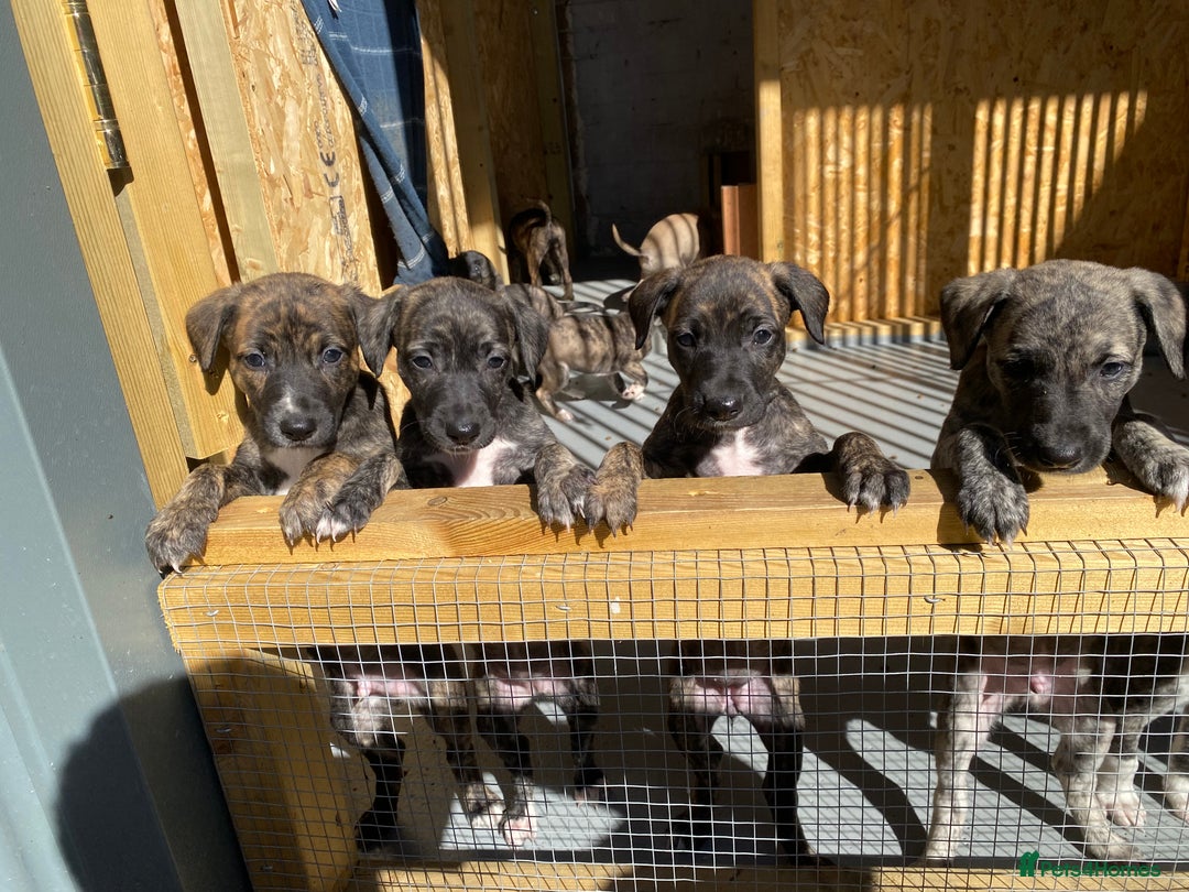 Lurcher dogs for sale: Whippet/greyhound/bull X greyhound/whippet/collieX - Image 20