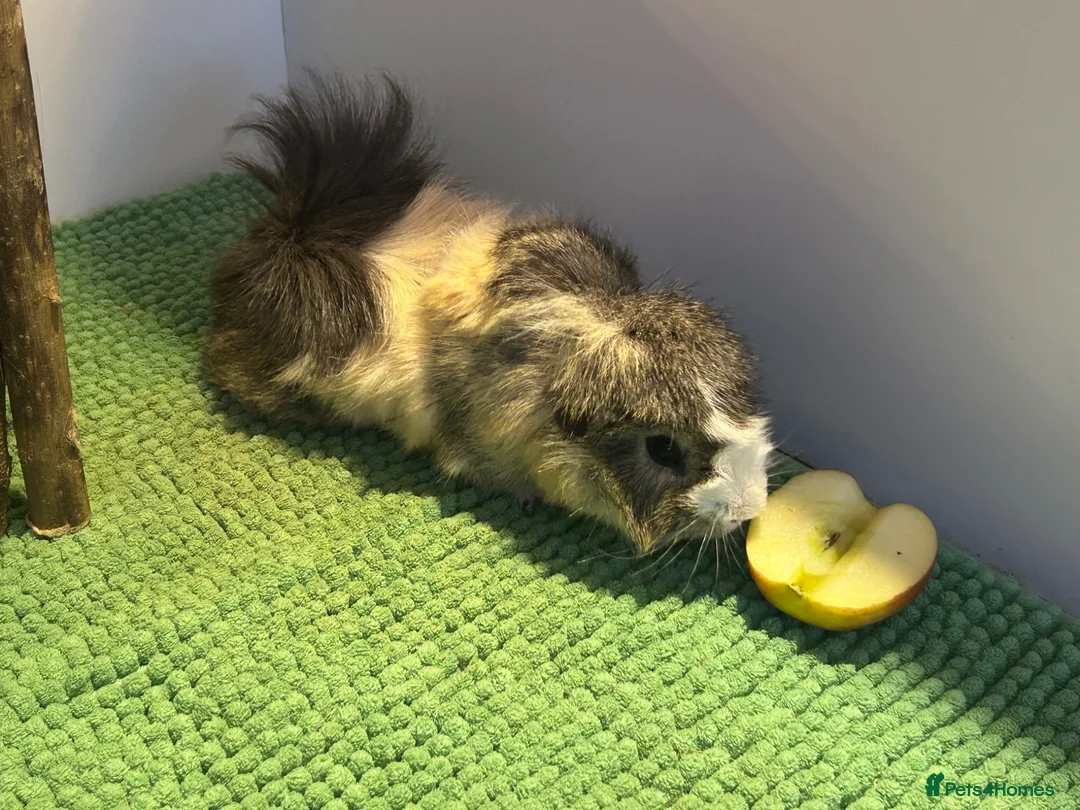 Guinea Pig rodents for sale: 2 male guinea pigs (for rehome-free to good home)  in Ellesmere Port - Advert 2