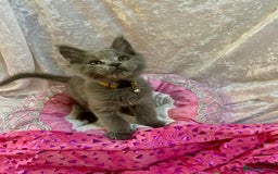 Maine Coon cats for sale: Beautiful GCCF reg Mainecoon kittens available  - Image 29