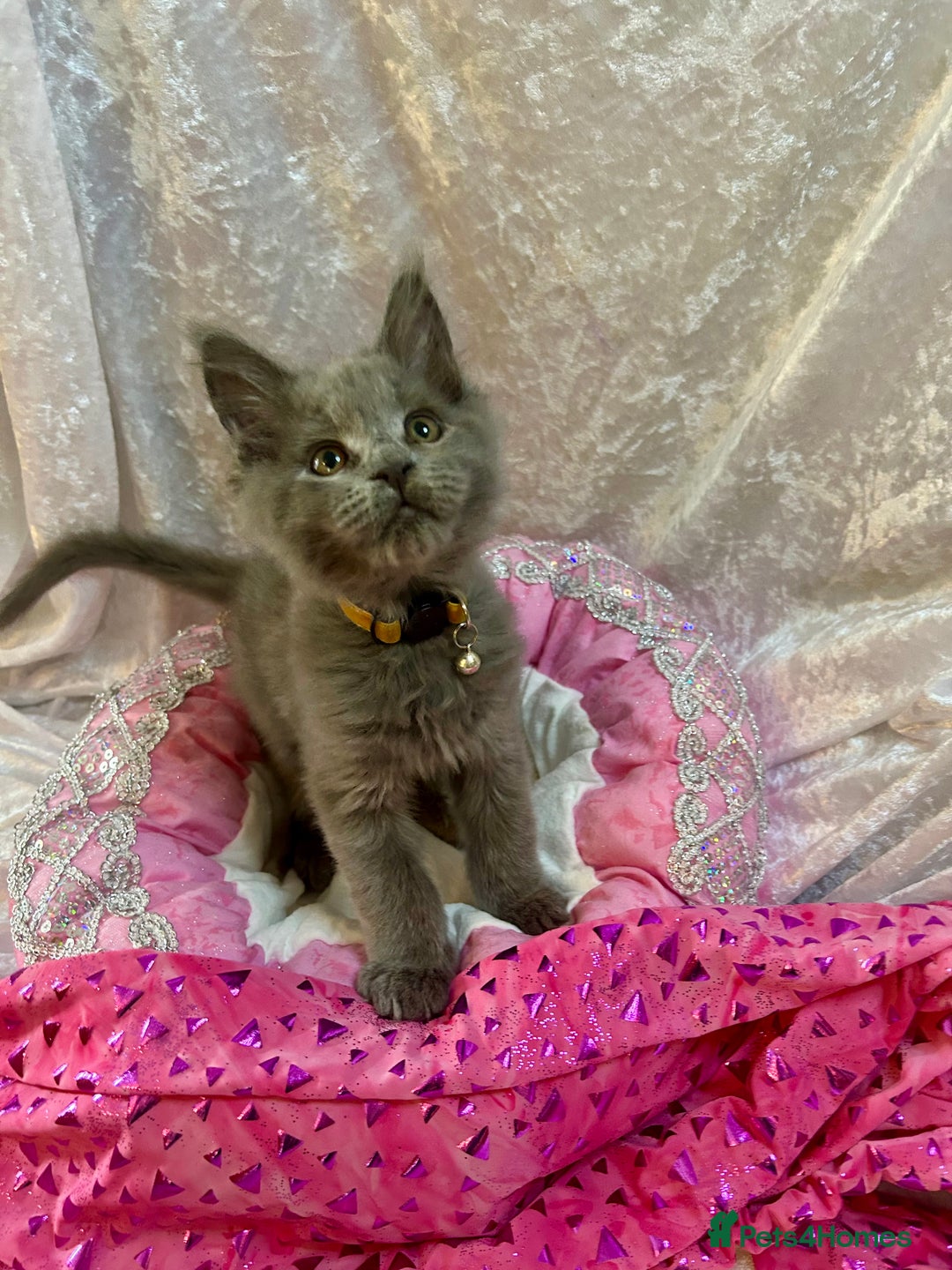 Maine Coon cats for sale: Beautiful GCCF reg Mainecoon kittens available  - Image 29