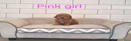 Cavapoochon dogs for sale: Beautiful Cavapoochons 💞 - Advert 4