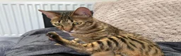 Savannah cats for sale: Stunning F5 Savannah Girl TigerLily - Advert 3
