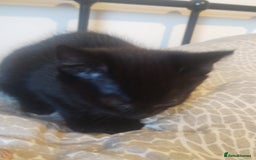 Mixed Breed cats for sale: Fluffy black kittens  - Image 8