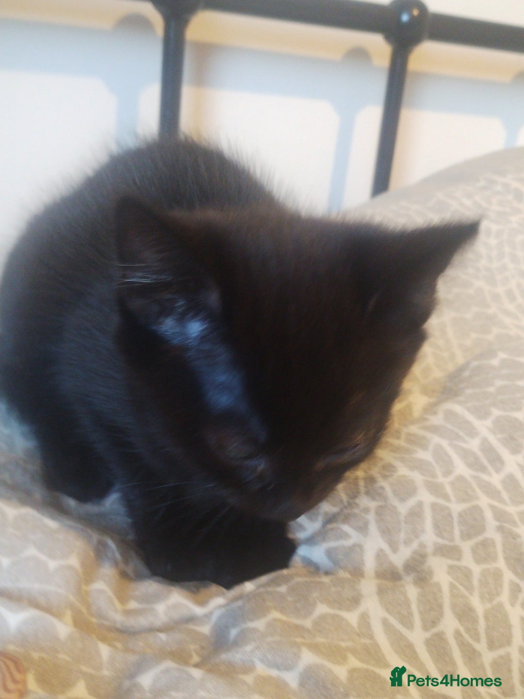 Mixed Breed cats for sale: Fluffy black kittens  - Image 8