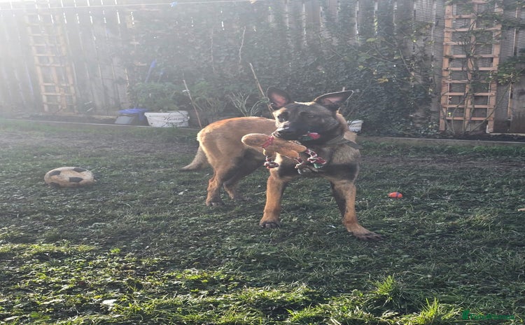 Belgian Shepherd Dog dogs He is for adoption you don't have to pay anything - Advert 10