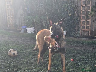 Belgian Shepherd Dog dogs He is for adoption you don't have to pay anything - Advert 8