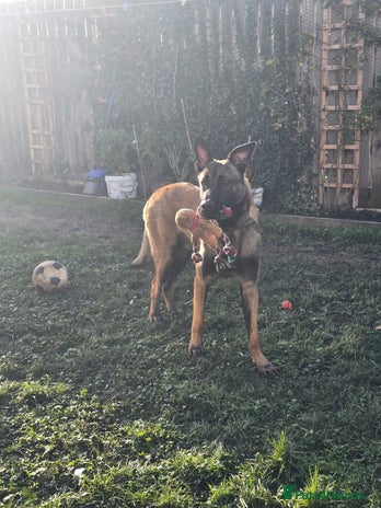 Belgian Shepherd Dog dogs He is for adoption you don't have to pay anything - Advert 1